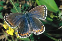 Lysandra bellargus