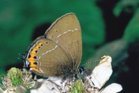 Satyrium pruni