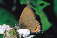 Satyrium pruni