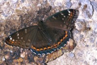 Limenitis populi