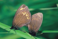 Erebia medusa