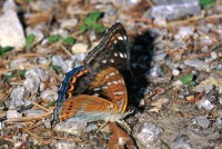 Limenitis populi