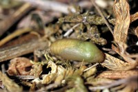 Plebicula dorylas