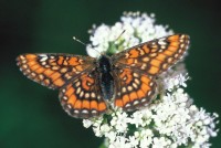 Euphydryas maturna