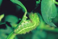 Callophrys rubi