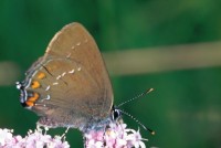 Satyrium ilicis