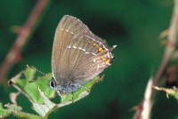 Satyrium ilicis