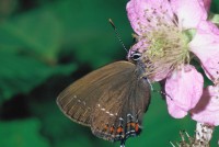 Satyrium ilicis