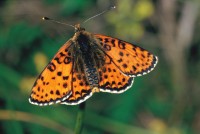 Melitaea didyma