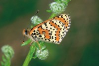 Melitaea didyma