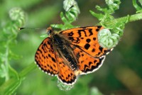 Melitaea didyma