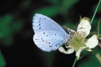 Celastrina argiolus