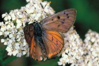 Lycaena alciphron