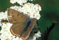 Lycaena alciphron