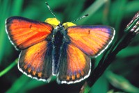 Lycaena hippothoe