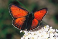 Lycaena hippothoe