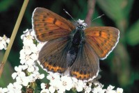 Lycaena hippothoe