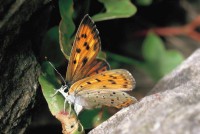 Lycaena alciphron ssp. gordius