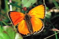 Lycaena virgaureae