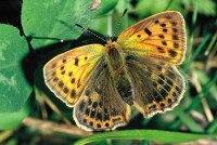 Lycaena virgaureae