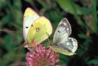 Colias phicomone