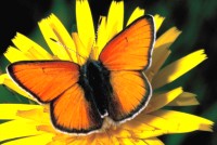 Lycaena hippothoe ssp. eurydame