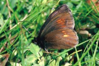 Erebia manto