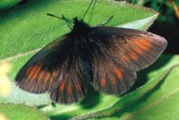 Erebia manto