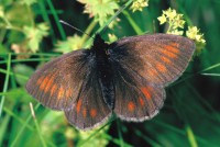 Erebia manto