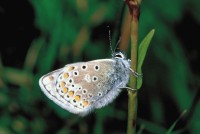 Polyommatus eros