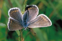 Polyommatus eros