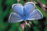 Polyommatus eros