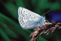 Polyommatus eros