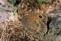 Satyrus ferula