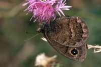 Satyrus ferula