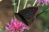 Satyrus ferula