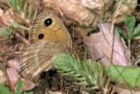 Satyrus ferula