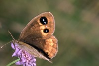 Satyrus ferula