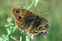 Satyrus ferula