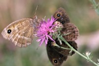 Satyrus ferula