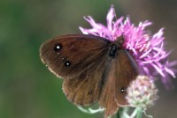 Satyrus ferula