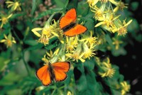 Lycaena virgaureae