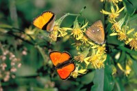 Lycaena virgaureae