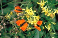 Lycaena virgaureae