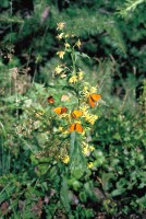 Lycaena virgaureae