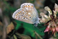 Polyommatus eros