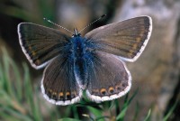 Polyommatus eros