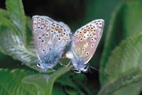 Polyommatus eros