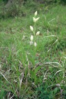 Cephalanthera damasonium