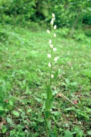 Cephalanthera damasonium